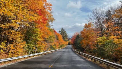 road in forest