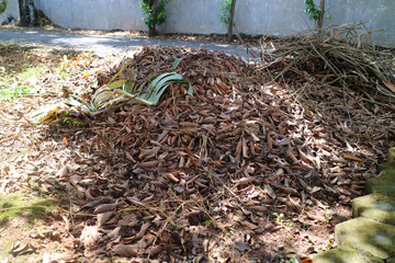 A pile of dry leaves from the rambutan tree