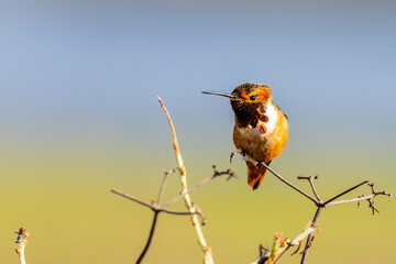 Closeup of a hummingbird with green background