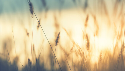Wild grass in the forest at sunset. Macro image, shallow depth of field. Abstract summer nature background.