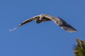 flying great blue heron with blue sky 