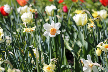 White daffodil aka narcissus flower and tulips. photographed in the Botanical Garden of Gothenburg, Sweden (SVE: Botaniska Trädgården Göteborg). Closeup color image. Spring and Easter theme flowers.
