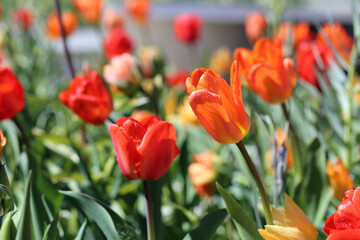 Fototapeta premium Red tulips after the rain. Beautiful tulip flowers photographed in the Botanical Garden of Gothenburg, Sweden (SVE: Botaniska Trädgården Göteborg). Closeup nature color image. Green background.