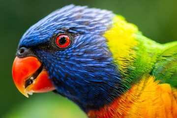 The rainbow lorikeet is a species of parrot found in Australia. It is common along the eastern seaboard, from northern Queensland to South Australia. Its habitat is rainforest, coastal bush and woodla