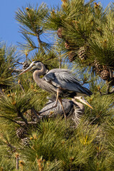 Great blue herons and nest
