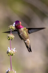 Closeup of a flying hummingbird