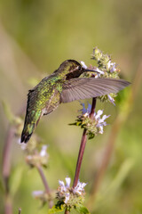 Closeup of a flying hummingbird