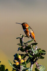 Closeup of a hummingbird