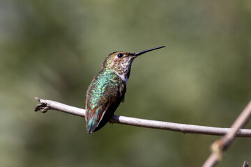 Closeup of a hummingbird