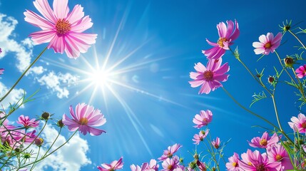 Vibrant cosmos flowers, deep blue sky background, nature photography magazine cover, bright sunlight, central focus