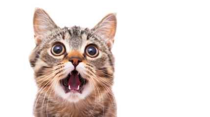 banye surprised cat isolated on transparent background