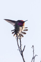 Closeup of a hummingbird