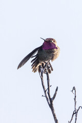 Closeup of a hummingbird