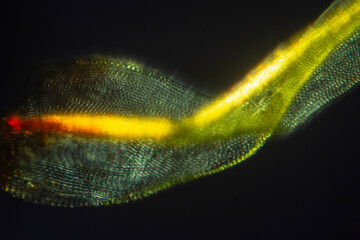 Branch leaf of the moss Ulota crispa, with polarization.