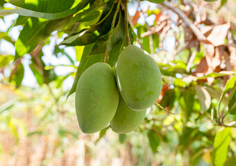 Ripe apples hang from a lush tree in a garden, surrounded by green leaves and bathed in the warm summer sunlight