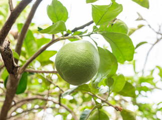 Lime tree bearing fresh fruits amidst lush green leaves and branches, showcasing nature's bounty of citrus goodness