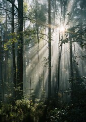 sun rays through the forest, nature , light beams