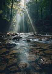 sun rays through the forest, nature , light beams