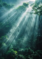 sun rays through the forest, nature , light beams