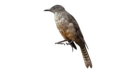 Cuckoo on a wooden pole isolated on transparent background