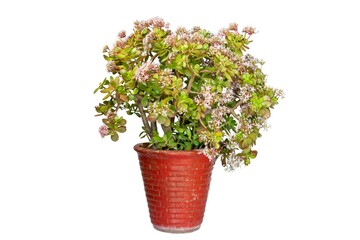 Beautiful Crassula Ovata flowering plant on white background with copy space.