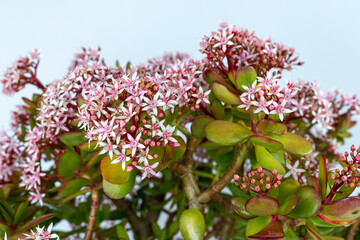 Jade tree flowering plant on white background with copy space