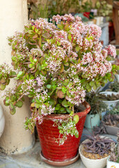 Crassula ovata blooming succulent plant in garden in red pot