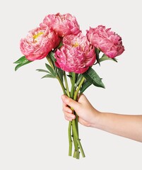 Bloom pink peony bouquet, held by hand