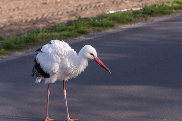 Ein Storch läuft über eine Straße