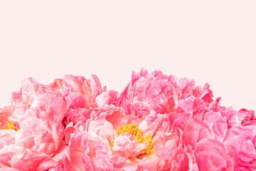 Pink peony flower background, design space