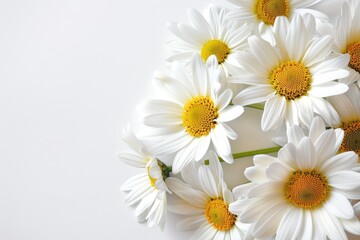 Fototapeta premium Invitation card design with Shasta Daisy flowers only, white background.