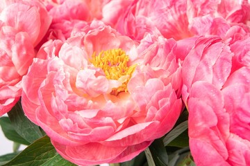Pink peony background, flower macro shot