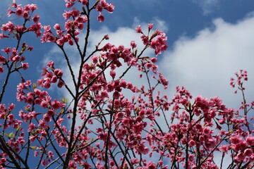 Dark pink, bell-shaped flowers - hikanzakura bloom in blue sky