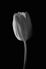 White tulip, monotone background, design space