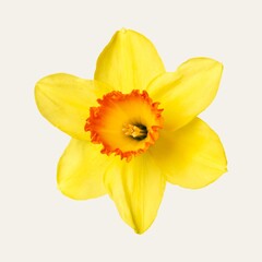 Yellow daffodil flower, closeup shot