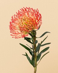 Beautiful blooming red pincushion flower