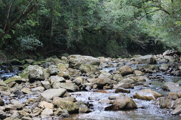 Cascading flow of Yakugachi River in the forest