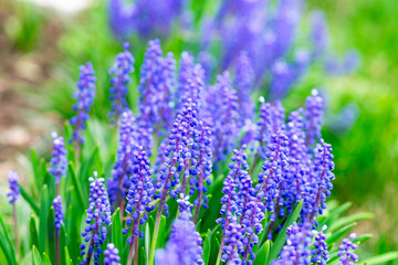 Tender blue muscari flowers in spring garden. Blue flowers. Muscari neglectum. Grape hyacinth. High quality photo