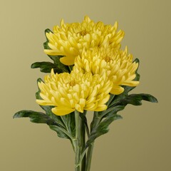 Beautiful blooming yellow chrysanthemum flower