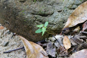 A new life is born under the dead leaves