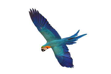 Colorful flying Blue and Gold Macaw parrot isolated on transparent background png file