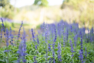 lavender field in region