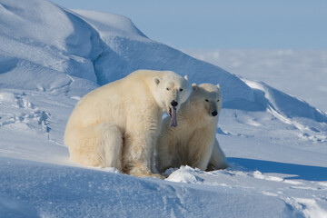 Mother Polar Bear and Her Baby Polar Bears (Cubs)