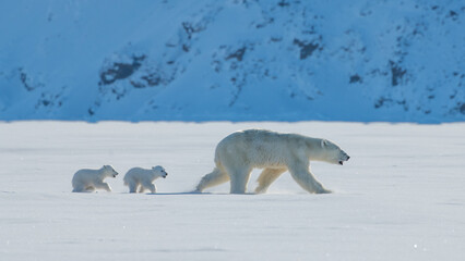 Mother Polar Bear and Her Baby Polar Bears (Cubs) © Oliver