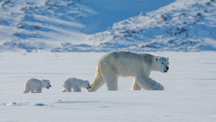 Mother Polar Bear and Her Baby Polar Bears (Cubs) © Oliver