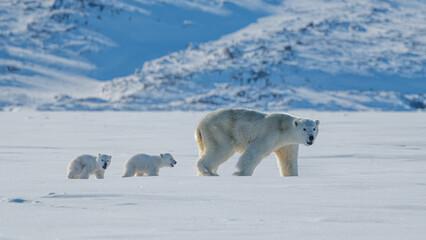 Mother Polar Bear and Her Baby Polar Bears (Cubs) © Oliver