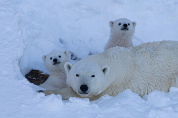 Mother Polar Bear and Her Baby Polar Bears (Cubs) © Oliver