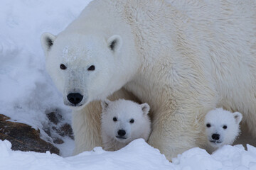 Mother Polar Bear and Her Baby Polar Bears (Cubs)