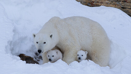 Mother Polar Bear and Her Baby Polar Bears (Cubs) © Oliver