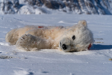 Dead Baby Polar Bear (Cubs) © Oliver